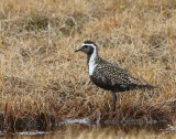 Amerikaanse Goudplevier - American Golden Plover