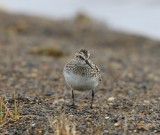 Bairds Strandloper - Baird's Sandpiper