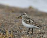 Bairds Strandloper - Baird's Sandpiper