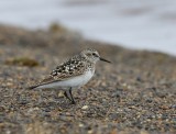 Bairds Strandloper - Baird's Sandpiper