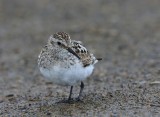 Bairds Strandloper - Baird's Sandpiper