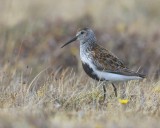 Bonte Strandloper - Dunlin