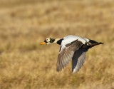 Brileider - Spectacled Eider