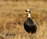 Brileider - Spectacled Eider