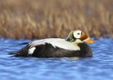 Brileider - Spectacled Eider