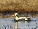Brileider - Spectacled Eider