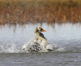 Brileider - Spectacled Eider