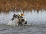 Brileider - Spectacled Eider