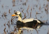 Brileider - Spectacled Eider