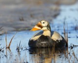 Brileider - Spectacled Eider