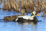 Brileiders - Spectacled Eiders