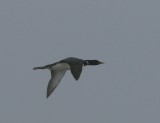 Geelsnavelduiker - Yellow-billed Loon