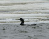 Geelsnavelduiker - Yellow-billed Loon