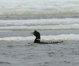 Geelsnavelduiker - Yellow-billed Loon