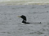 Geelsnavelduiker - Yellow-billed Loon