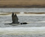 Geelsnavelduiker - Yellow-billed Loon