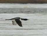 Geelsnavelduiker - Yellow-billed Loon