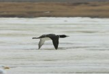 Geelsnavelduiker - Yellow-billed Loon