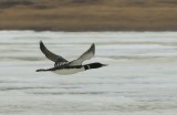 Geelsnavelduiker - Yellow-billed Loon