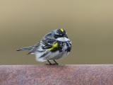 Geelstuitzanger - Yellow-rumped Warbler