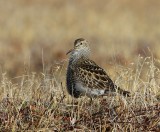 Gestreepte Strandloper - Pectoral Sandpiper