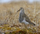 Gestreepte Strandloper - Pectoral Sandpiper