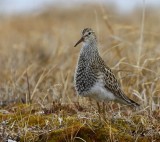 Gestreepte Strandloper - Pectoral Sandpiper