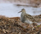 Gestreepte Strandloper - Pectoral Sandpiper