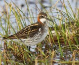 Grauwe Franjepoot - Red-necked Phalarope