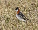Grauwe Franjepoot - Red-necked Phalarope