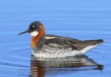 Grauwe Franjepoot - Red-necked Phalarope