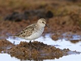Grijze Strandloper - Semipalmated Sandpiper