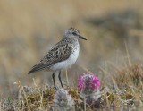 Grijze Strandloper - Semipalmated Sandpiper