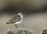 Grijze Strandloper - Semipalmated Sandpiper