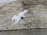 Grote Burgemeester - Glaucous Gull