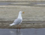 Grote Burgemeester - Glaucous Gull