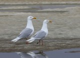 Grote Burgemeesters - Glaucous Gulls