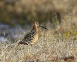 Grote Grijze Snip - Long-billed Dowitcher