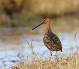 Grote Grijze Snip - Long-billed Dowitcher