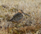 Grote Grijze Snip - Long-billed Dowitcher