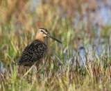 Grote Grijze Snip - Long-billed Dowitcher