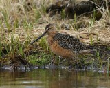 Grote Grijze Snip - Long-billed Dowitcher