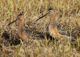 Grote Grijze Snippen - Long-billed Dowitchers