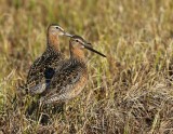 Grote Grijze Snippen - Long-billed Dowitchers