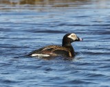 IJseend - Long-tailed Duck