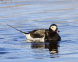 IJseend - Long-tailed Duck