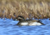 IJseend - Long-tailed Duck