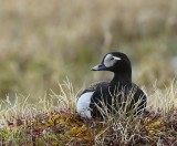 IJseend - Long-tailed Duck