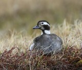 IJseend - Long-tailed Duck