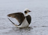 IJseend - Long-tailed Duck